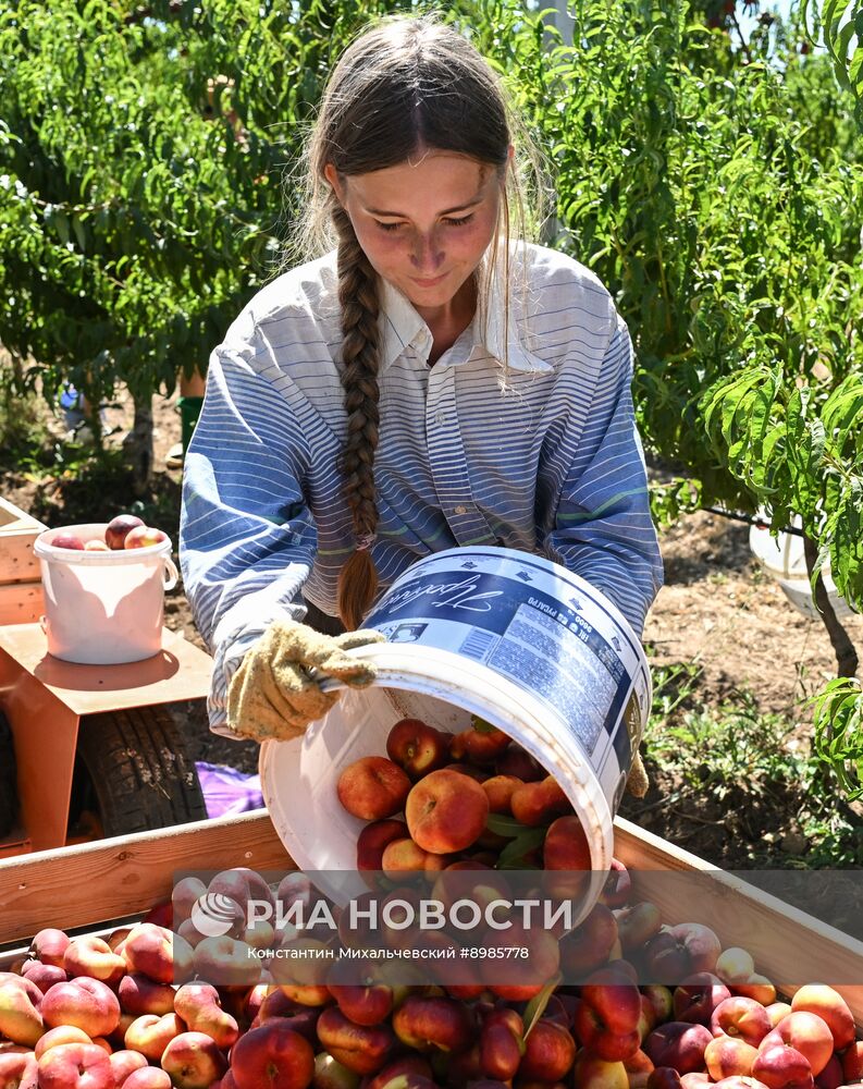 Сбор урожая нектаринов в Крыму