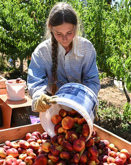 Сбор урожая нектаринов в Крыму