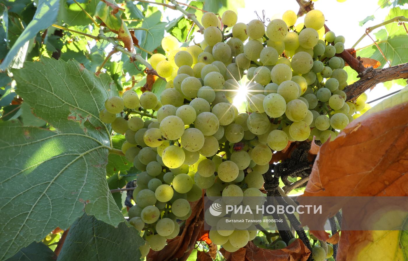 Сбор урожая винограда в Краснодарском крае