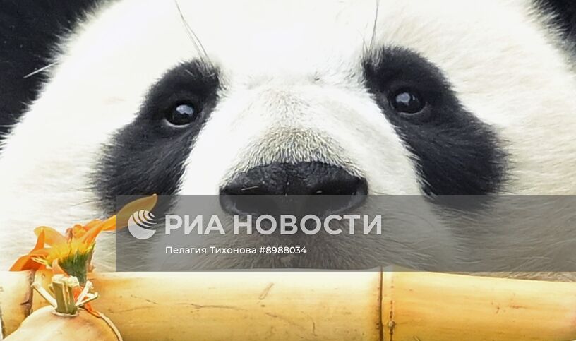 Празднование дня рождения панды Катюши