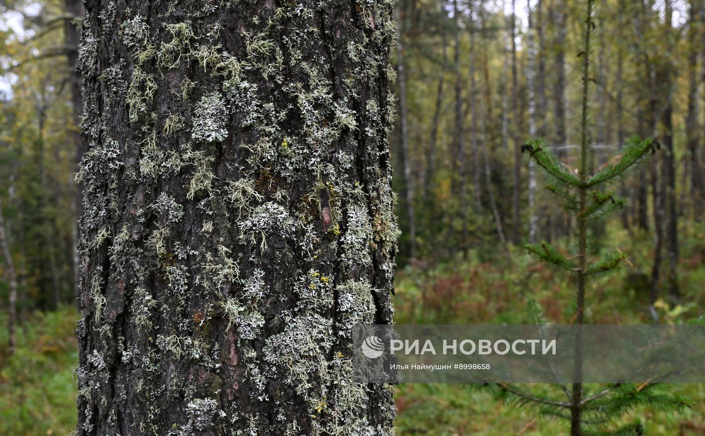 Осень в Сибири