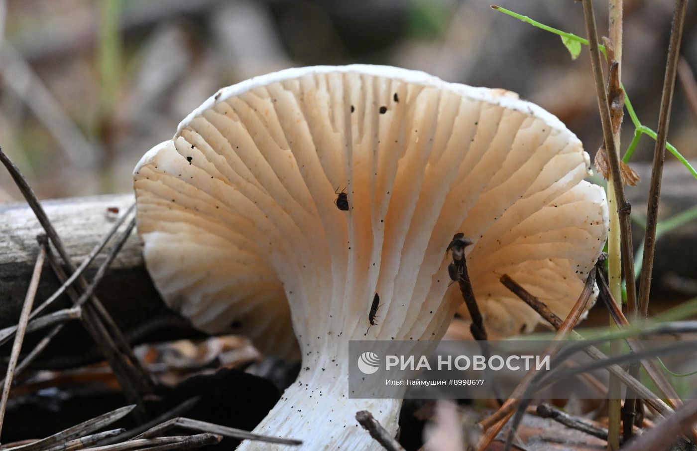 Осень в Сибири
