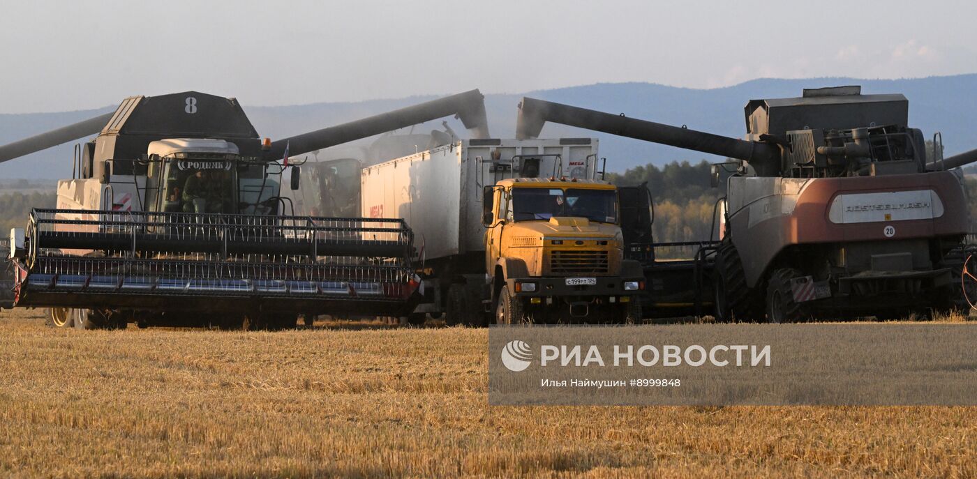 Сбор урожая ячменя в Красноярском крае