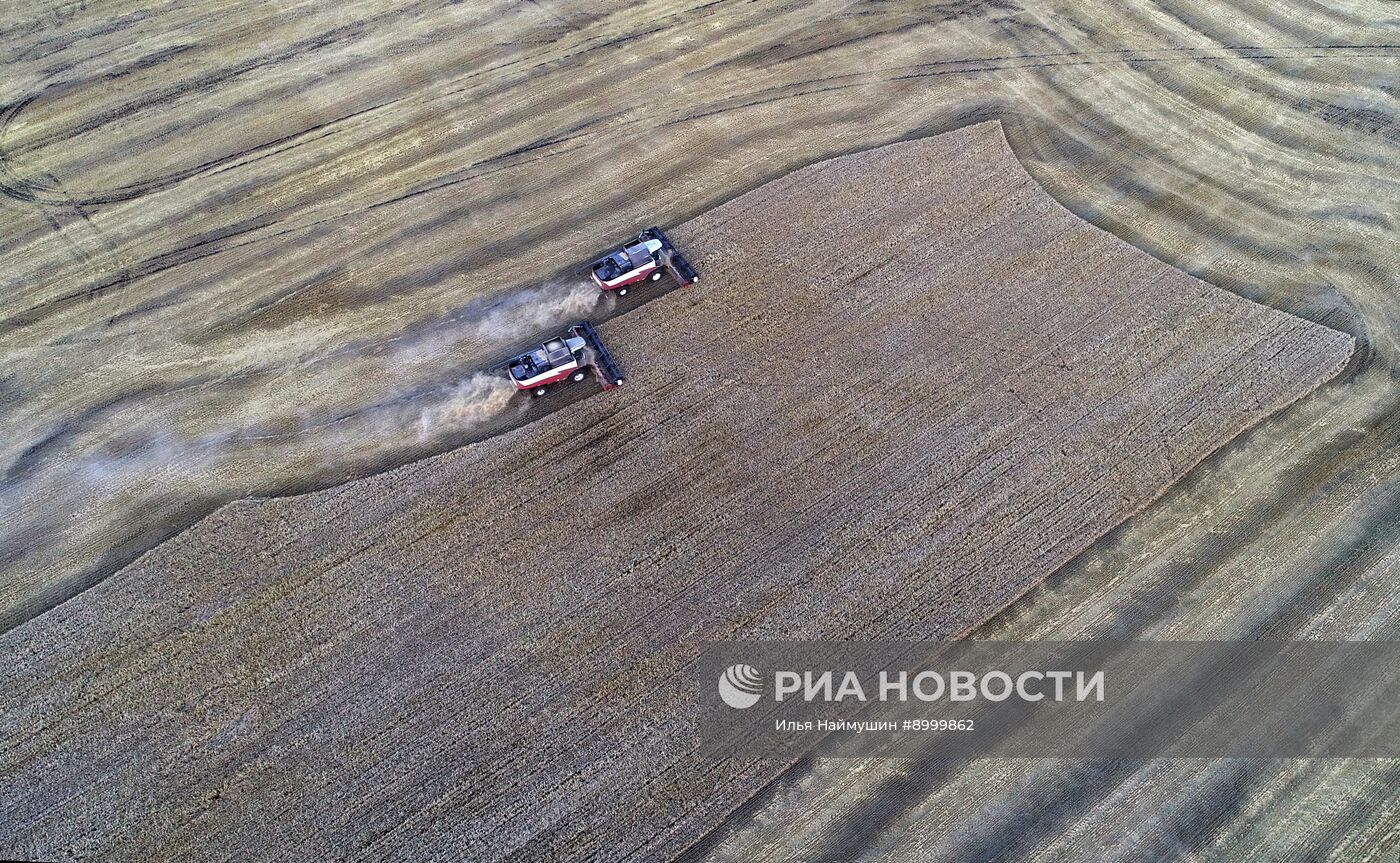 Сбор урожая ячменя в Красноярском крае