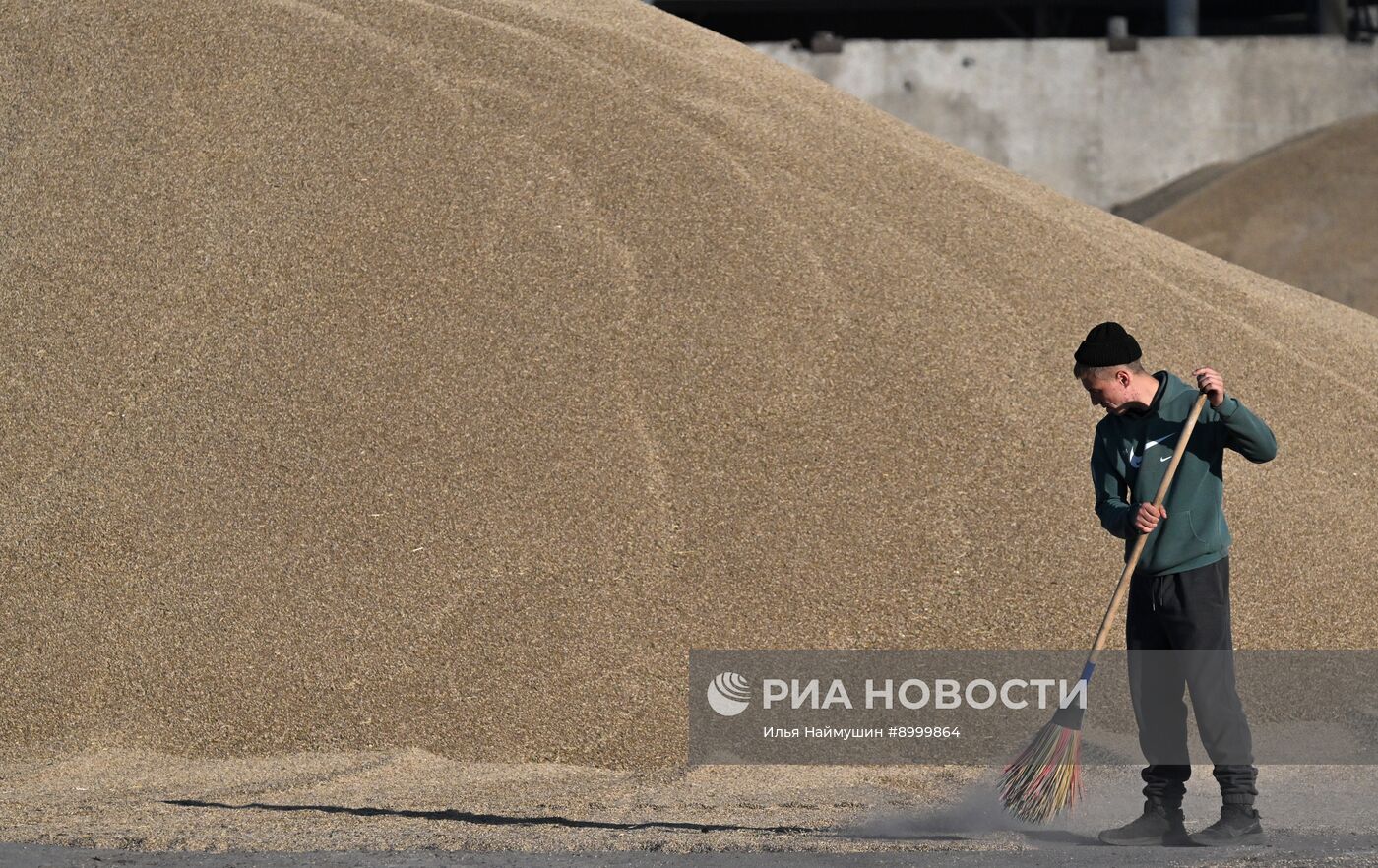 Сбор урожая ячменя в Красноярском крае