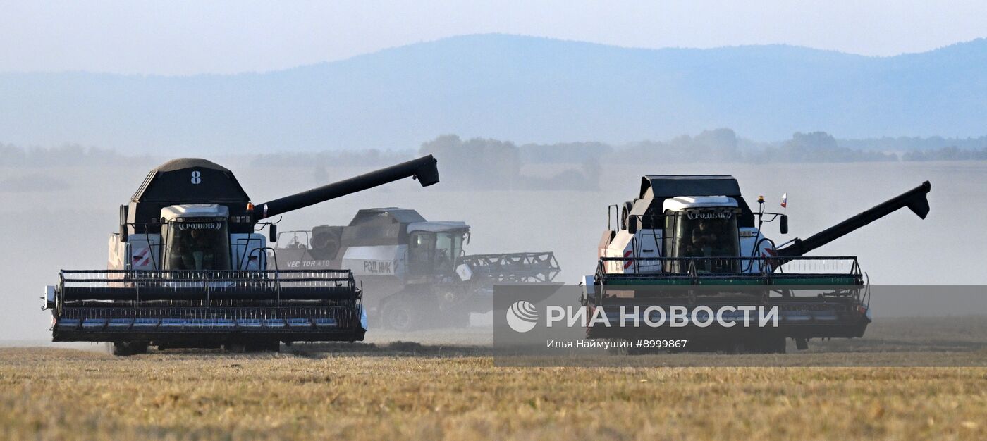 Сбор урожая ячменя в Красноярском крае