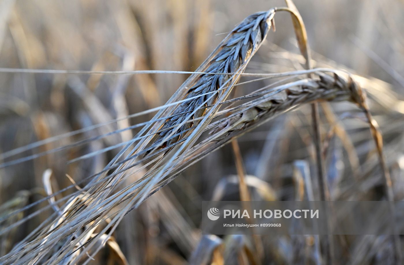 Сбор урожая ячменя в Красноярском крае
