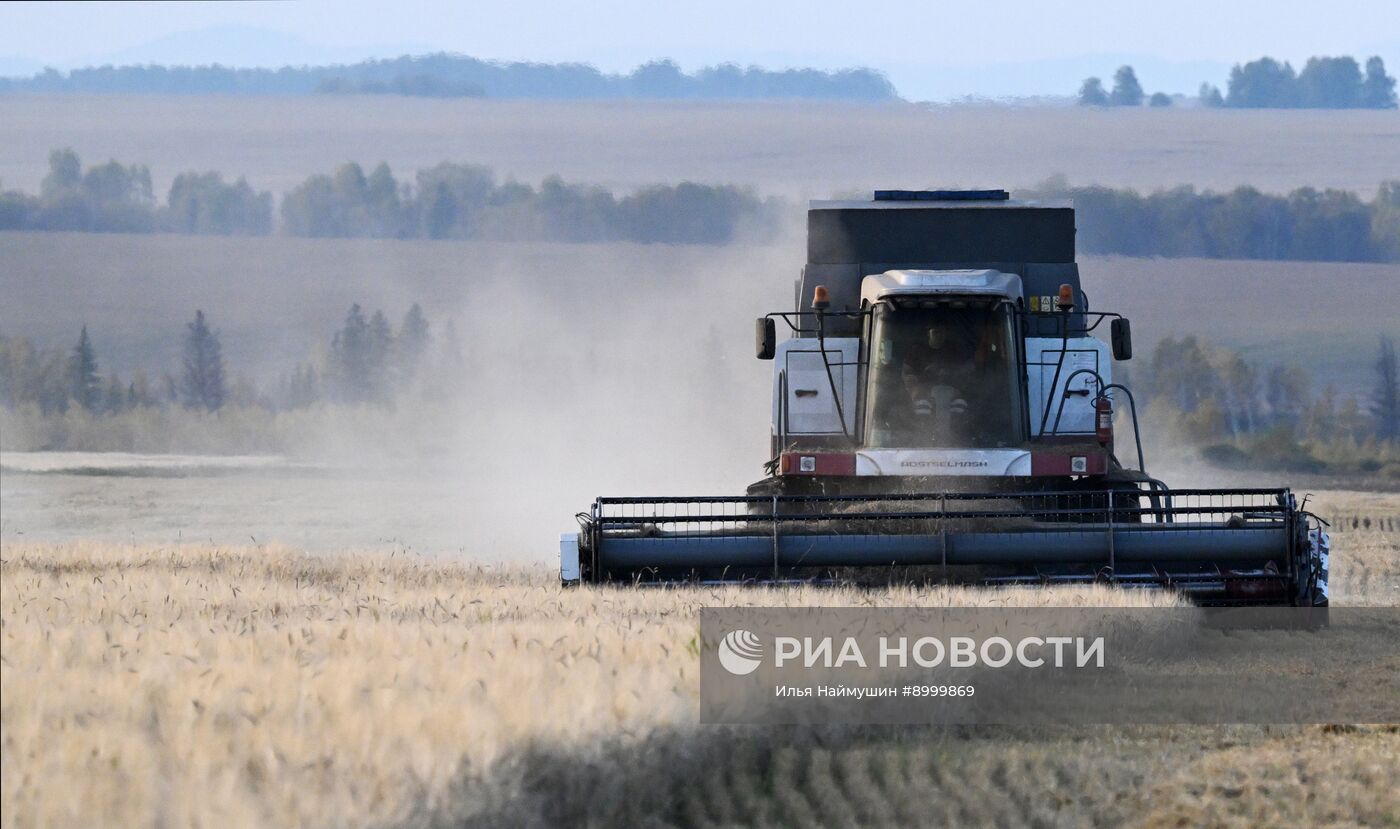 Сбор урожая ячменя в Красноярском крае