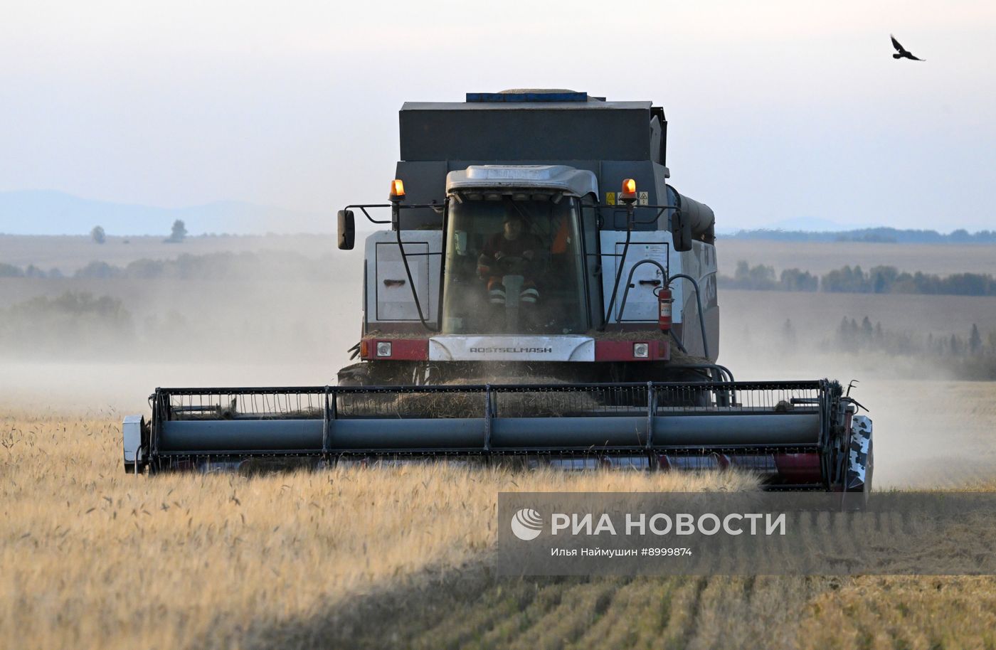 Сбор урожая ячменя в Красноярском крае