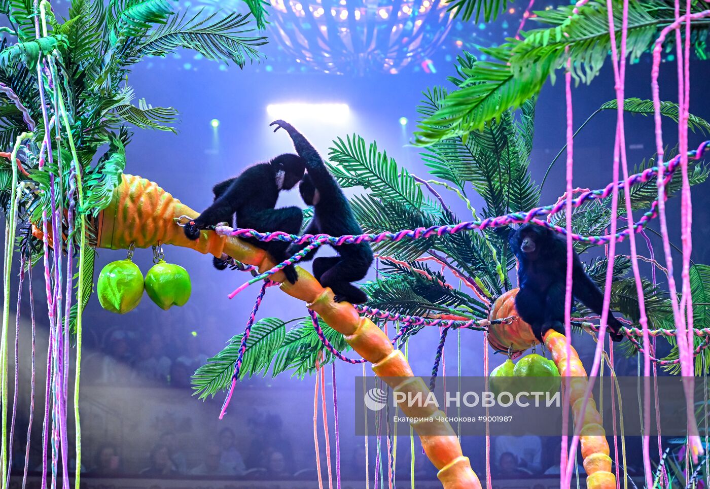 IV Международный фестиваль циркового искусства "Без границ" в Санкт-Петербурге
