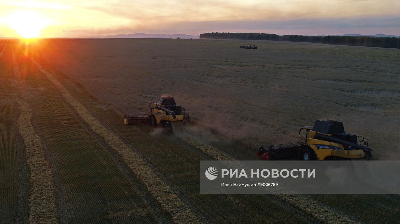 Уборка пшеницы в Красноярском крае