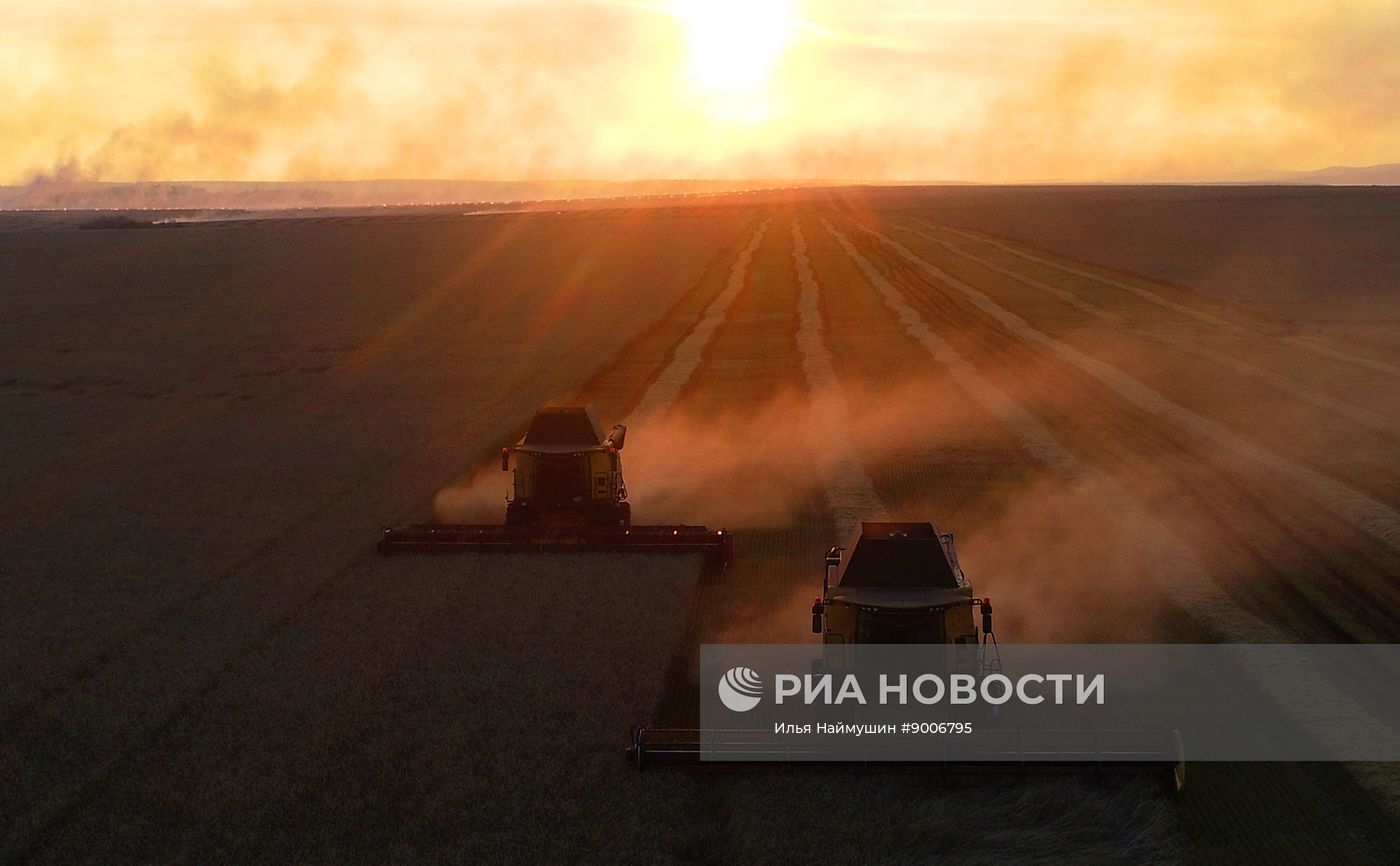 Уборка пшеницы в Красноярском крае