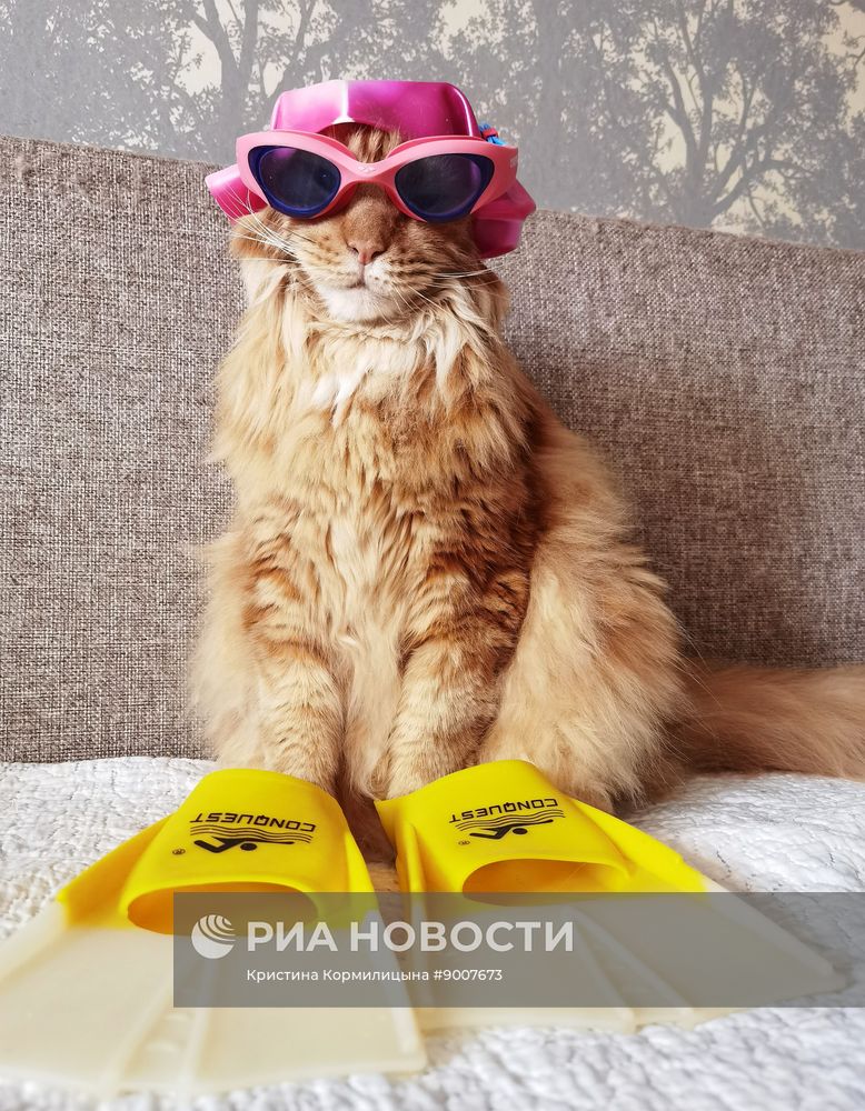 Кошка породы мейн-кун