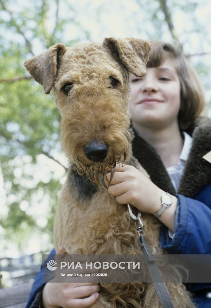 Фокстерьер по кличке Келме