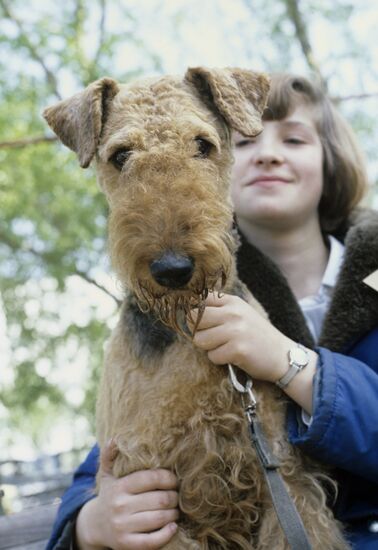 Фокстерьер по кличке Келме