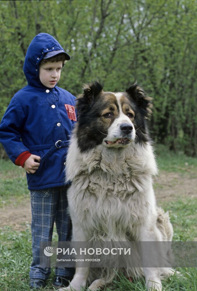 Кавказская овчарка по кличке Хассель