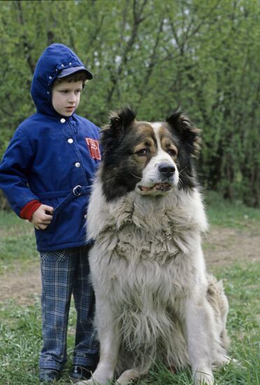 Кавказская овчарка по кличке Хассель