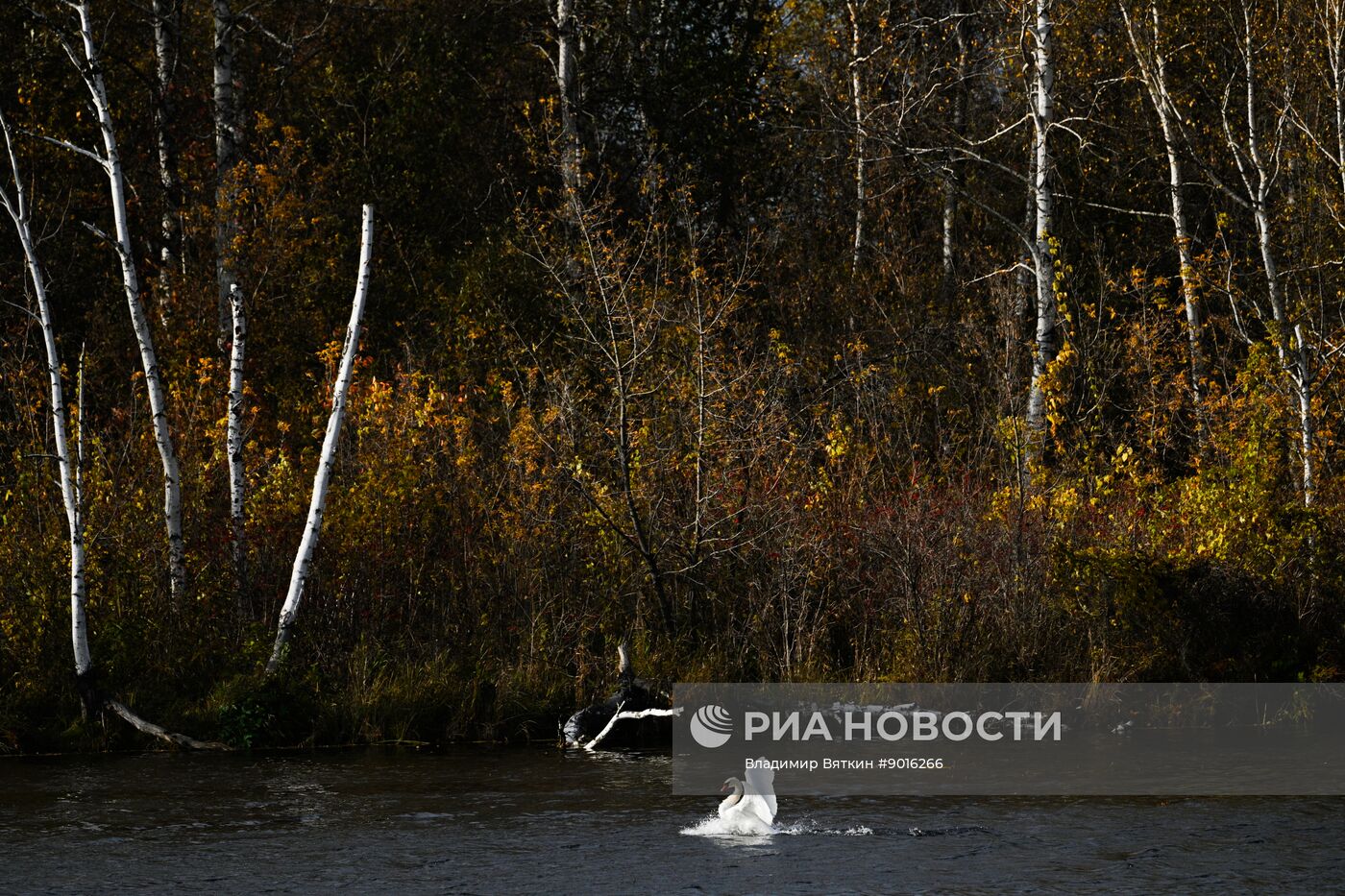 Осень в Алтайском крае