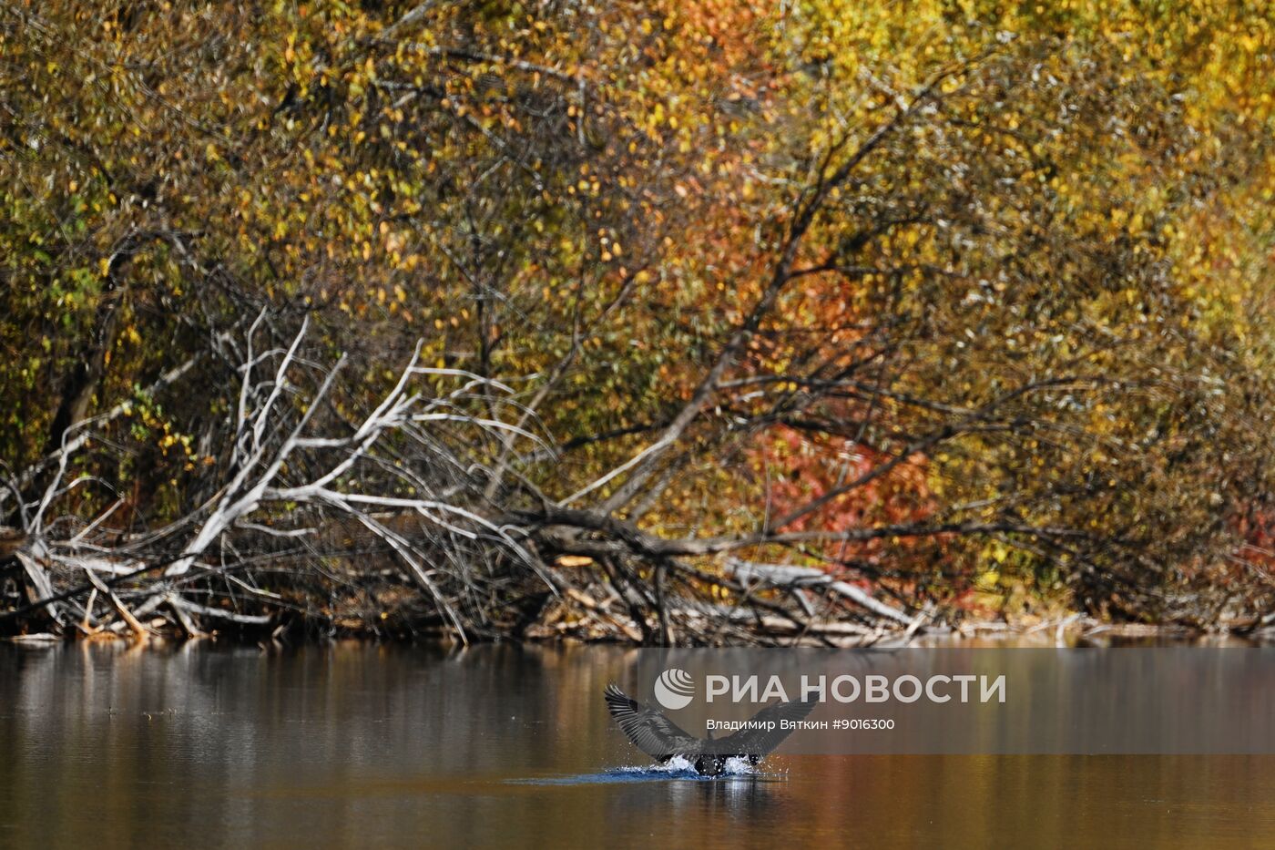Осень в Алтайском крае