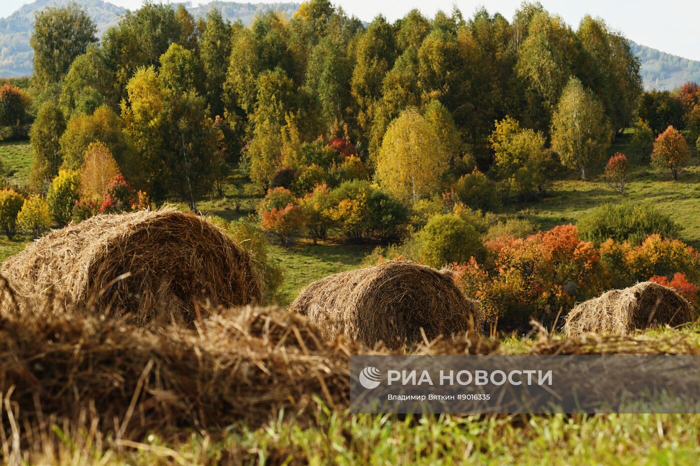Осень в Алтайском крае