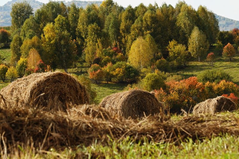 Краски осени