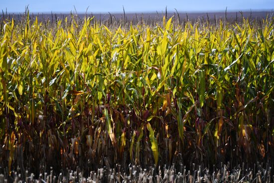 Осень в Алтайском крае