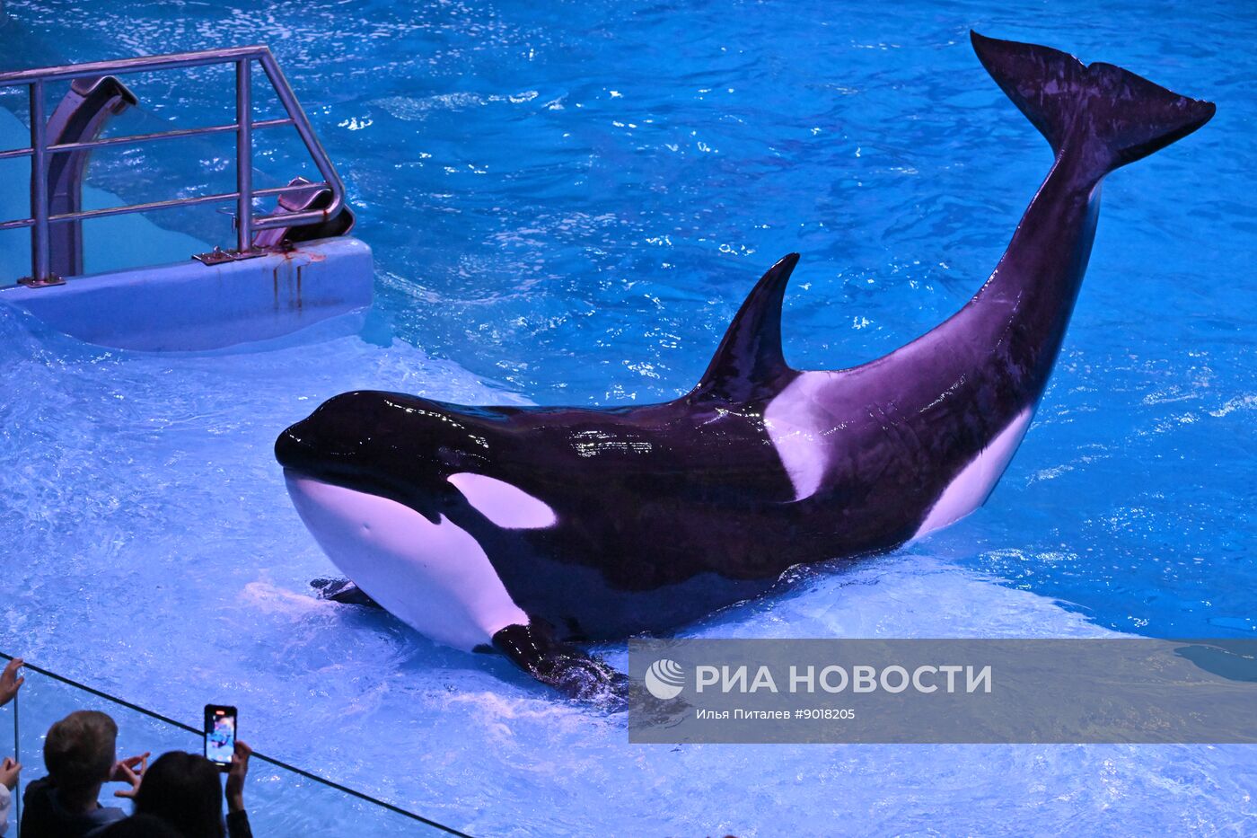 Премьера шоу "Море снов" в "Москвариуме"