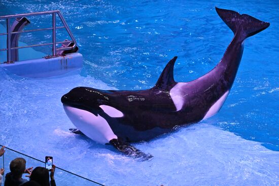 Премьера шоу "Море снов" в "Москвариуме"