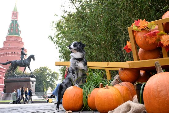 Фестиваль "Московские сезоны" на Манежной площади