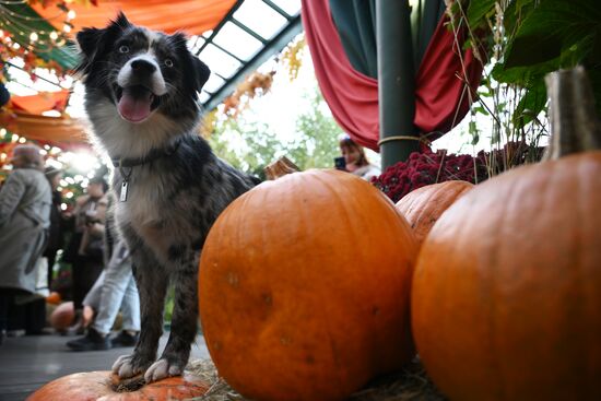 Фестиваль "Московские сезоны" на Манежной площади