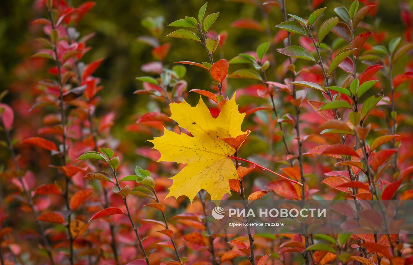 Осень в Москве