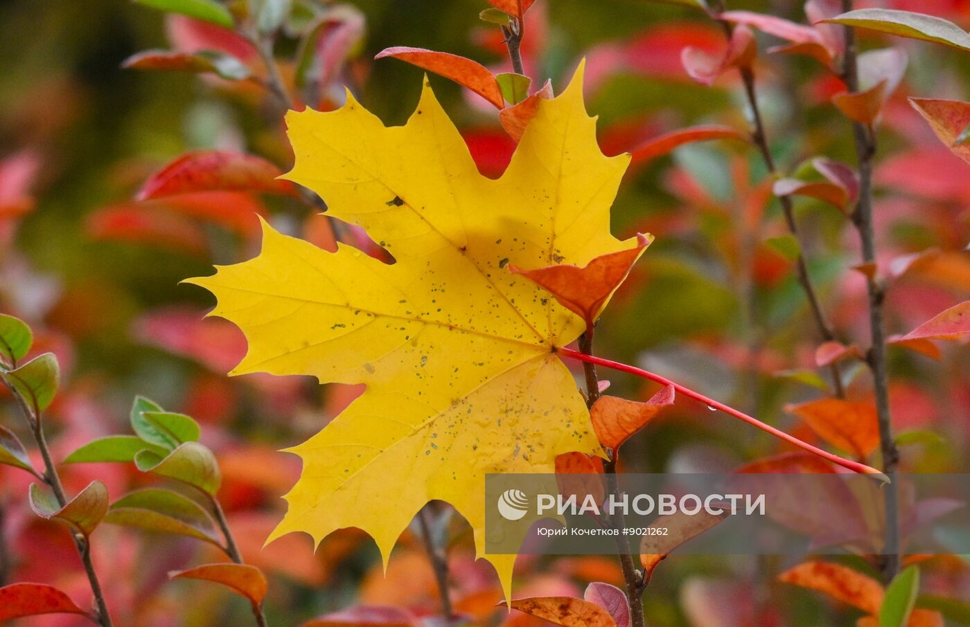 Осень в Москве