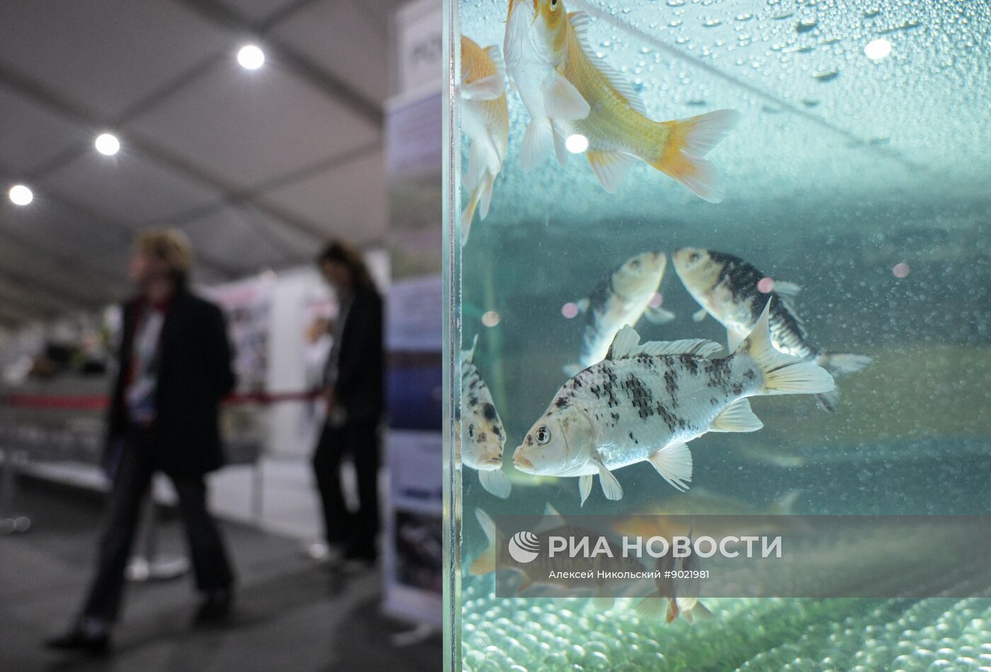 Российская агропромышленная выставка "Золотая осень – 2025" в Москве