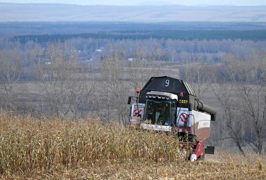 Фермерское хозяйство в Красноярском крае