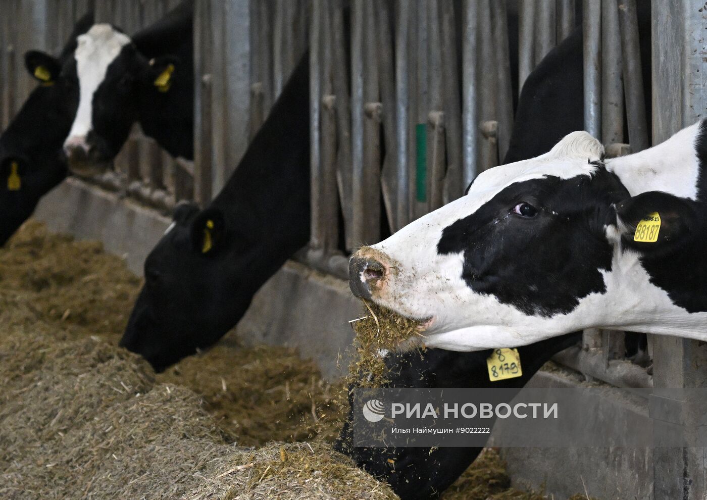 Фермерское хозяйство в Красноярском крае