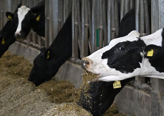 Фермерское хозяйство в Красноярском крае