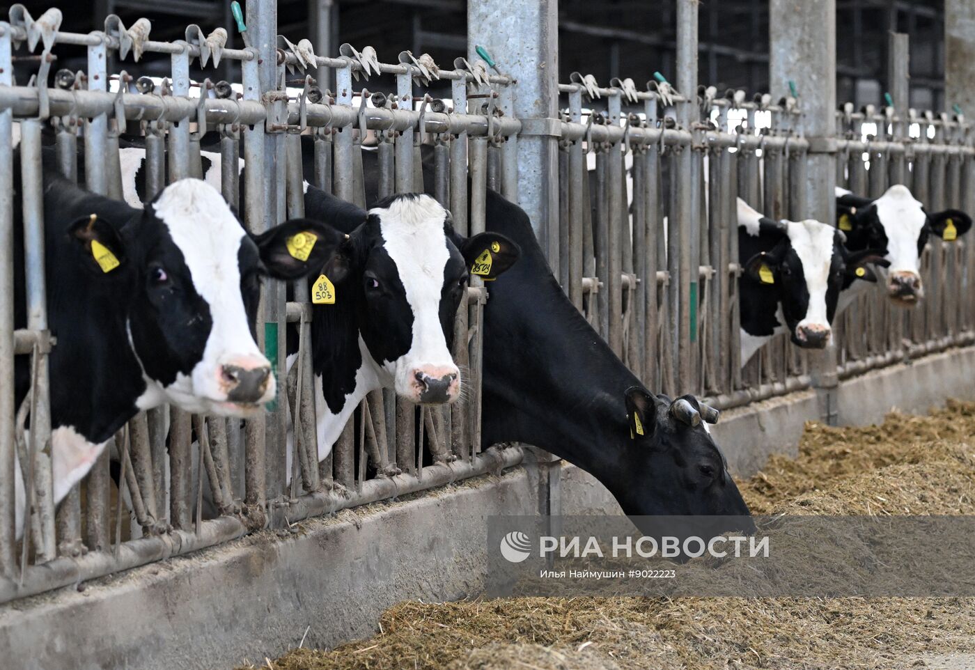 Фермерское хозяйство в Красноярском крае