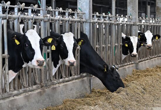 Фермерское хозяйство в Красноярском крае