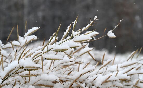 Осень в Сибири