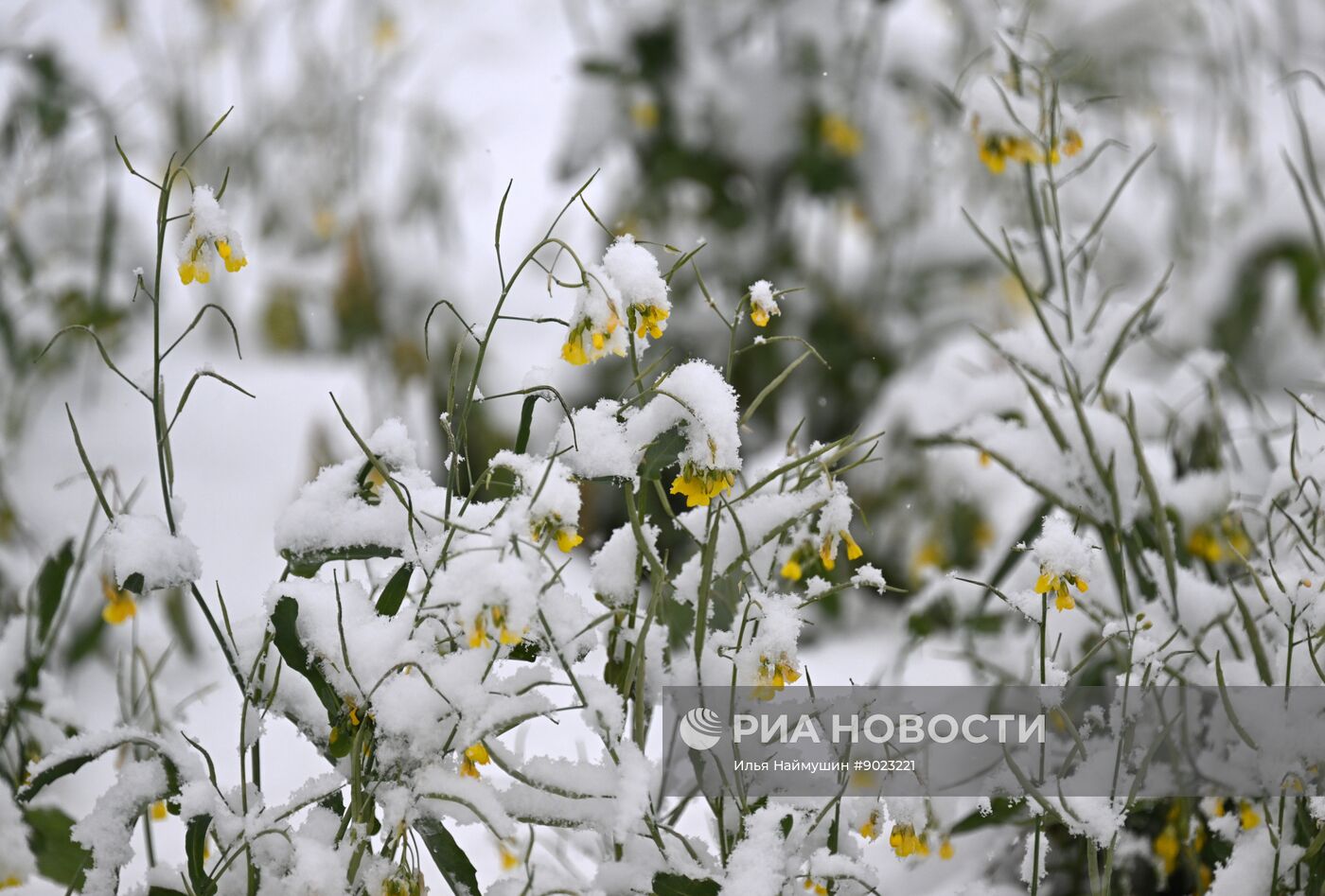 Осень в Сибири