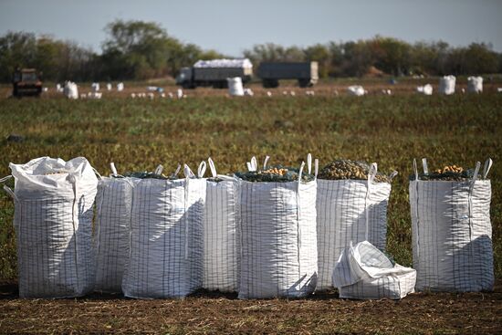 Сбор урожая овощей в Крыму