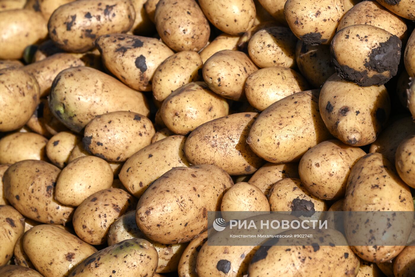 Сбор урожая овощей в Крыму