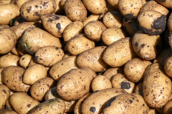 Сбор урожая овощей в Крыму