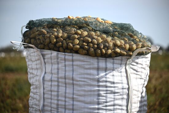 Сбор урожая овощей в Крыму