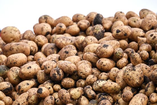 Сбор урожая овощей в Крыму