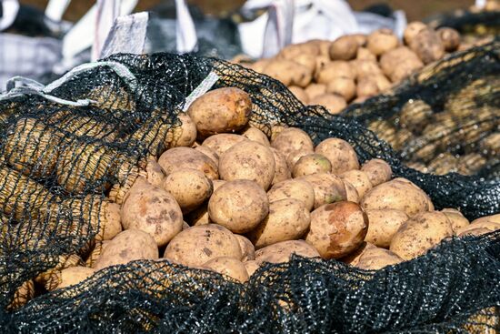 Сбор урожая овощей в Крыму
