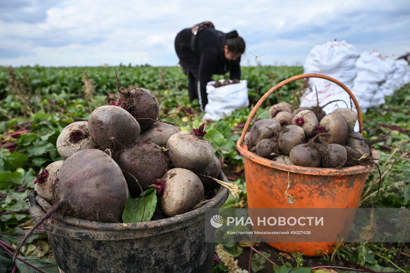 Сбор урожая овощей в Крыму