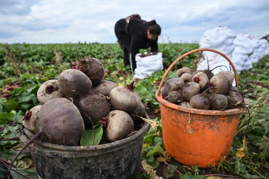 Сбор урожая овощей в Крыму