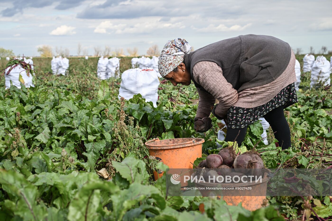 Сбор урожая овощей в Крыму
