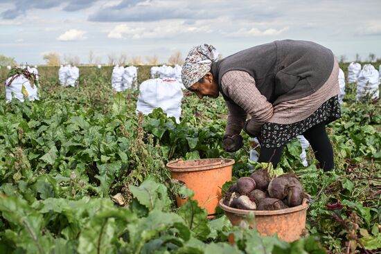 Сбор урожая овощей в Крыму